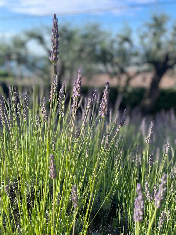 Villa Daphne Spéracèdes Dış mekan fotoğraf
