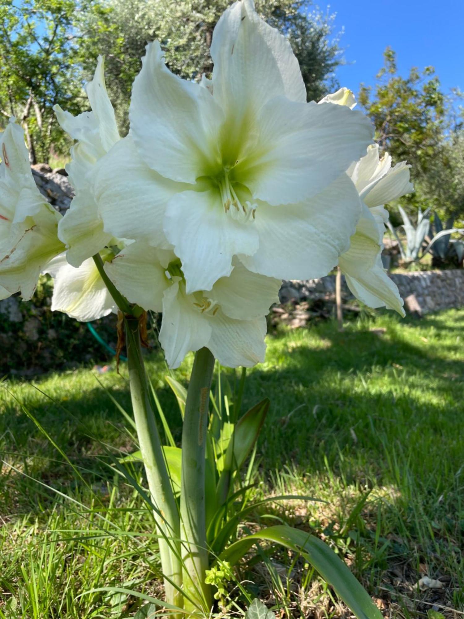 Villa Daphne Spéracèdes Dış mekan fotoğraf